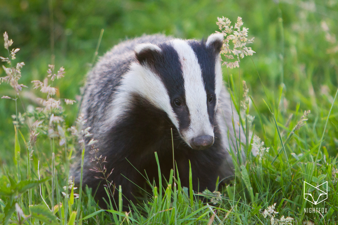 Key Facts About Badgers in the UK