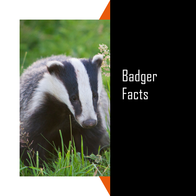 Key Facts About Badgers in the UK