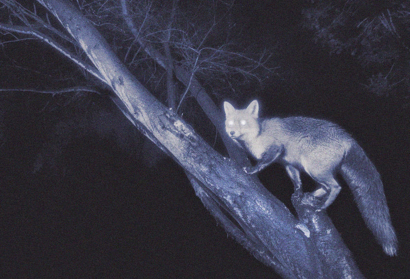 After Nightfox night vision goggles are used