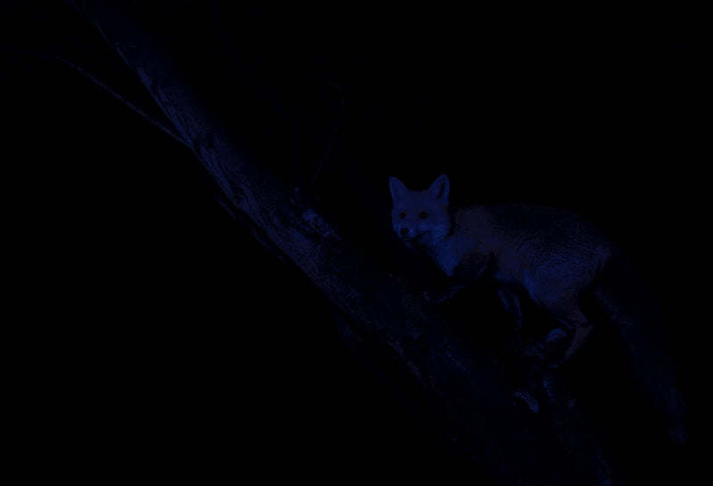 Before Night Fox